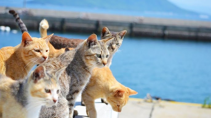 Ogijima (Cat Island)