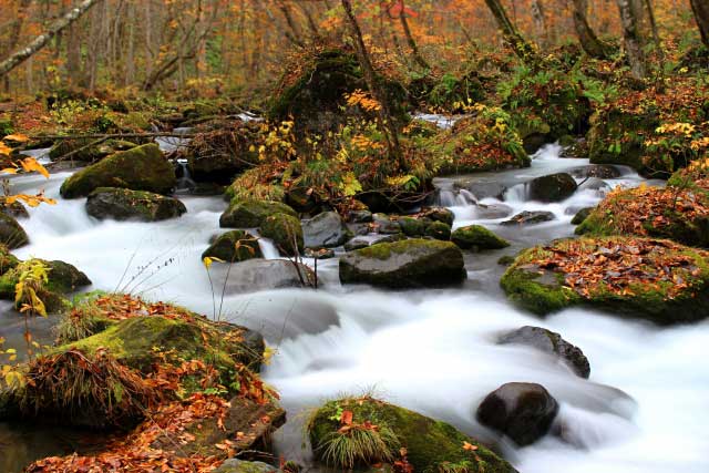 Oirase Gorge Mossy Stream Walk