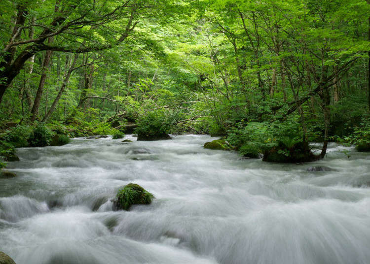 Oirase Gorge Mossy Stream Walk