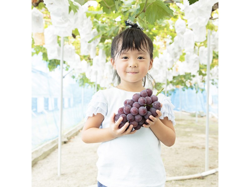 Okayama Grape Picking