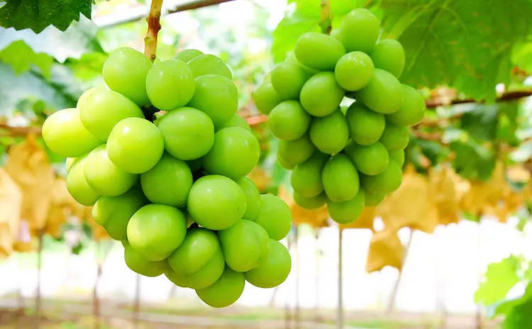 Okayama Grape Picking