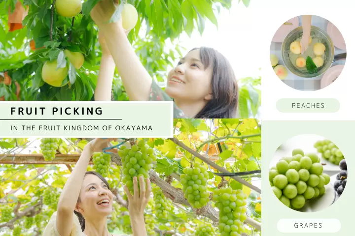 Okayama Grape Picking