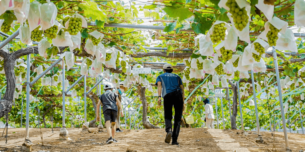 Okayama Grape Picking
