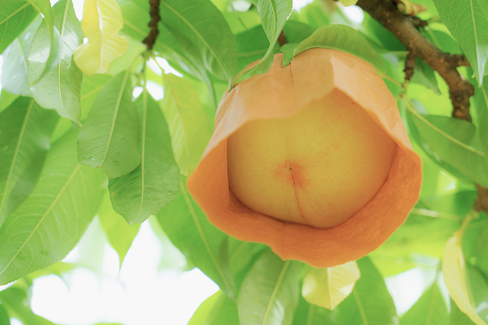 Okayama White Peach (Hakuto)