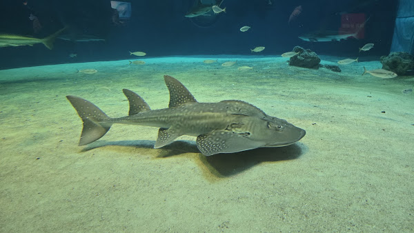 Okinawa Churaumi Aquarium