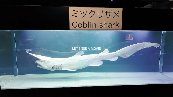 Okinawa Churaumi Aquarium