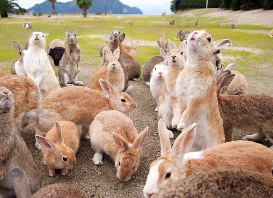Okunoshima Rabbit Island