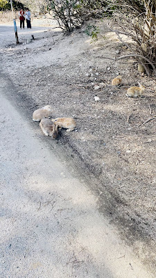Okunoshima Rabbit Island