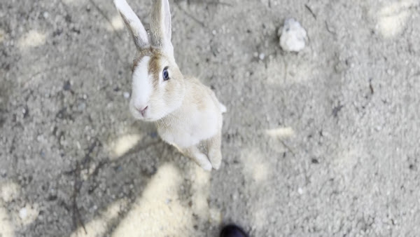 Okunoshima Rabbit Island