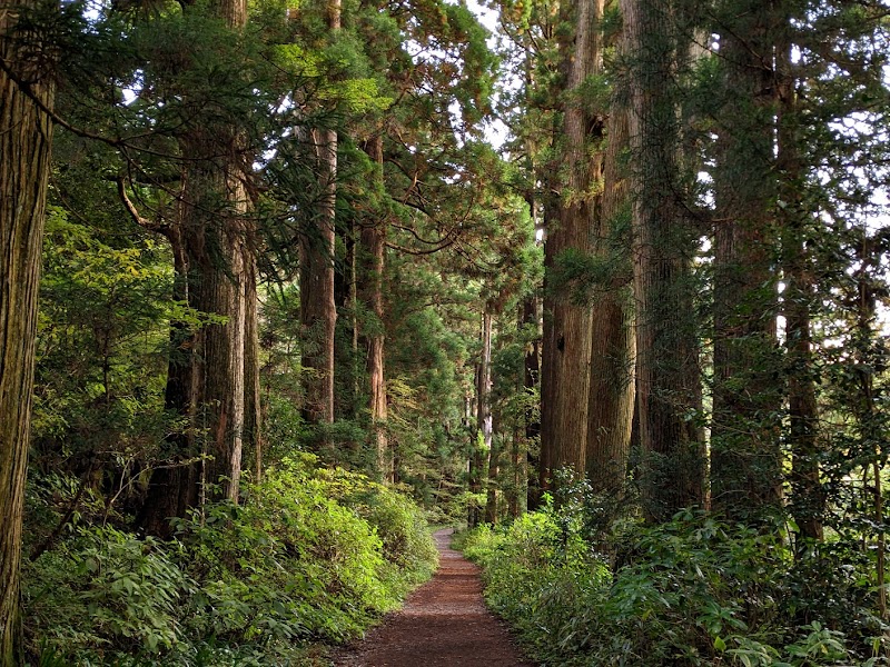 Old Tokaido Cedar Avenue