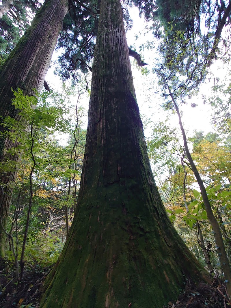 Old Tokaido Cedar Avenue