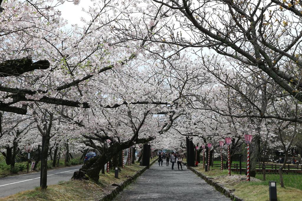 Omura Bay (Flower Park)