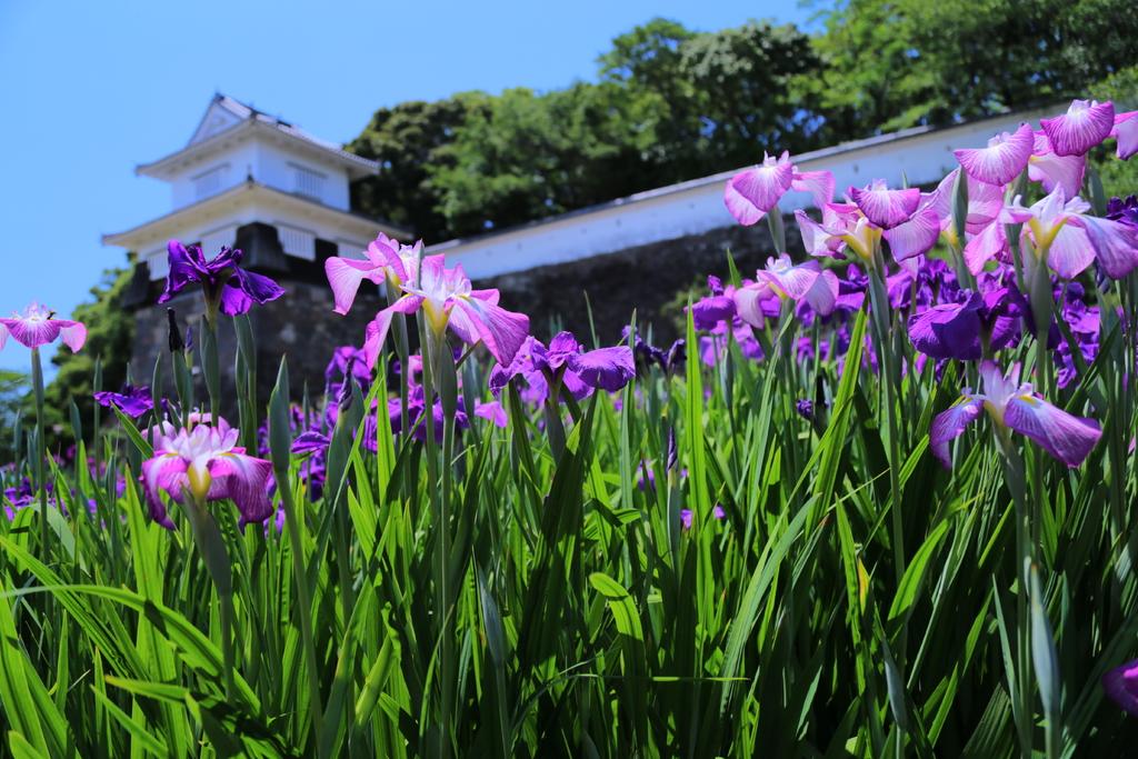 Omura Bay (Flower Park)