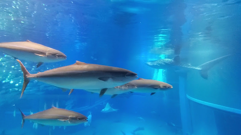 Osaka Aquarium Kaiyukan