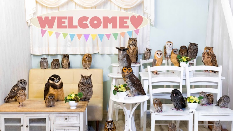 Owl Cafe Akihabara