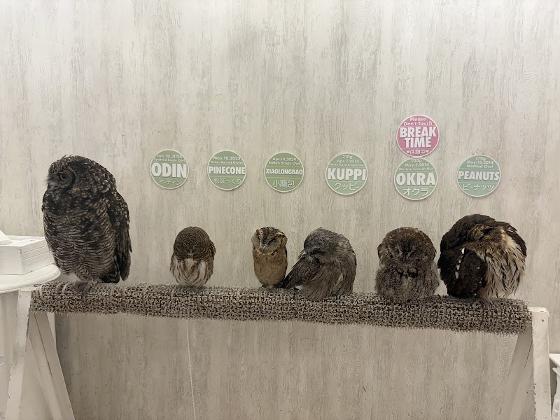 Owl Cafe Akihabara
