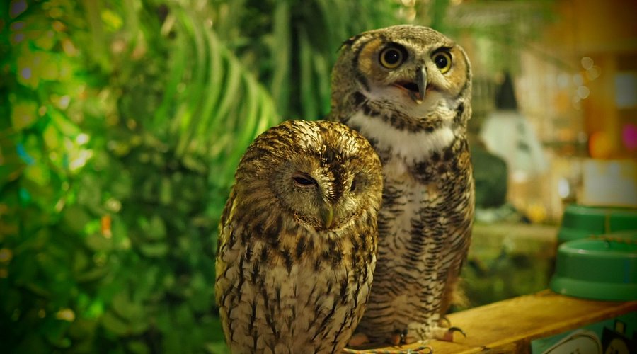 Owl no Mori
