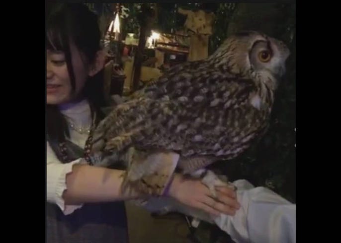 Owl no Mori