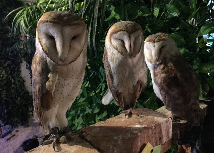 Owl no Mori