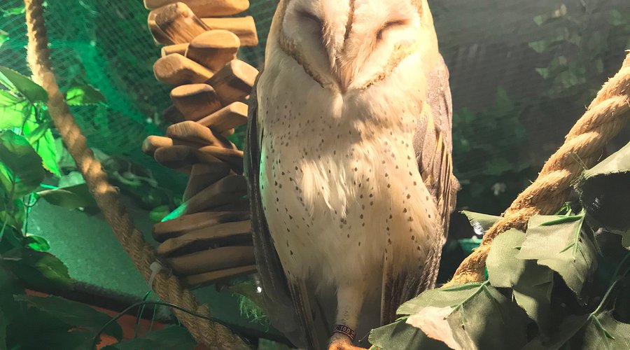 Owl no Mori