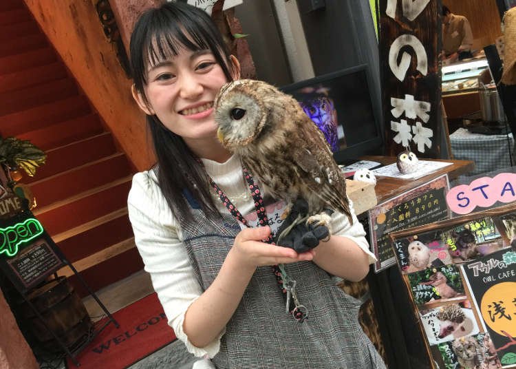 Owl no Mori