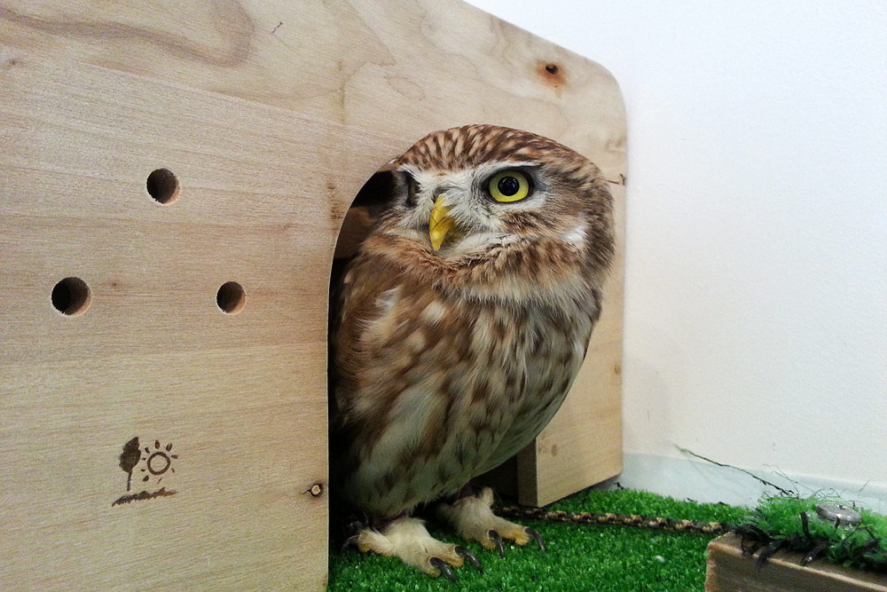 Owl Village Harajuku