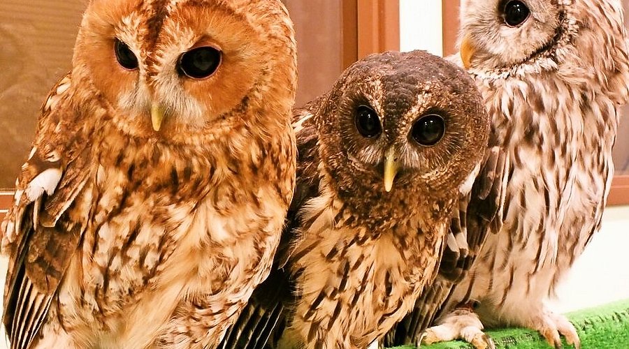 Owl Village Harajuku