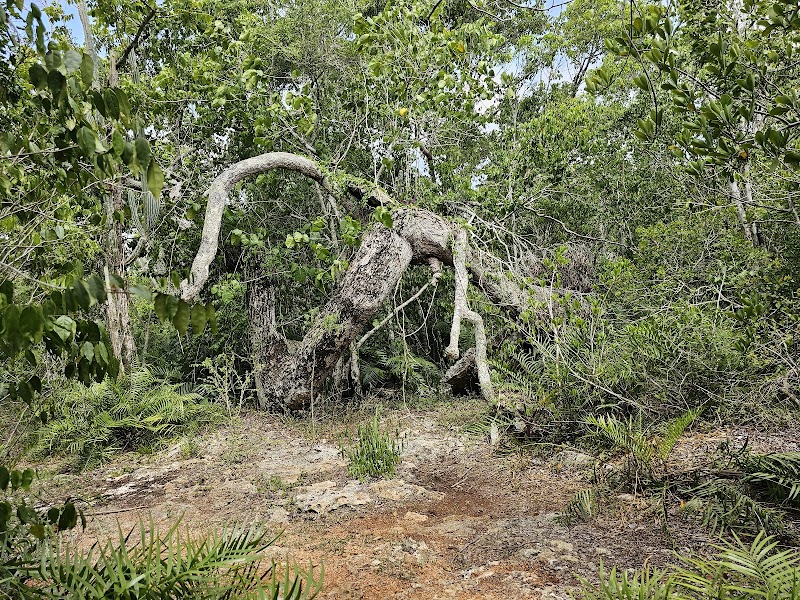 Padre Nuestro Cenote