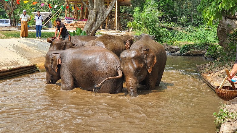 Patara Elephant Farm