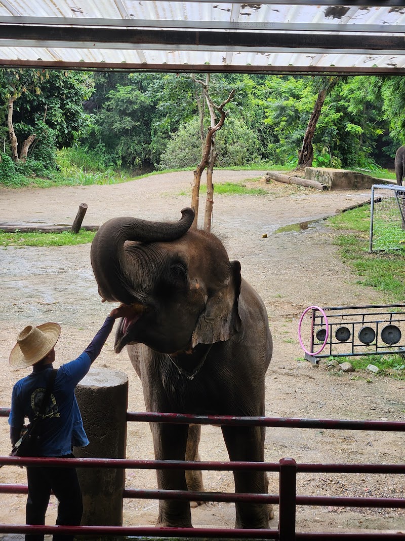 Patara Elephant Farm