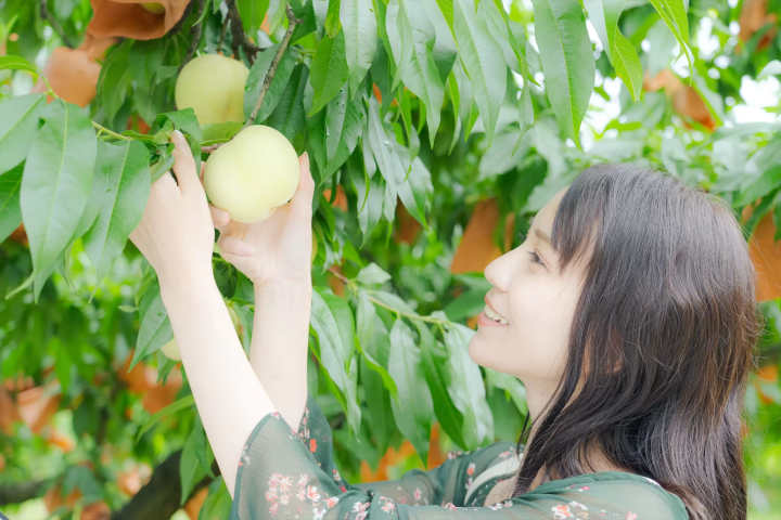 Peach Picking Experience