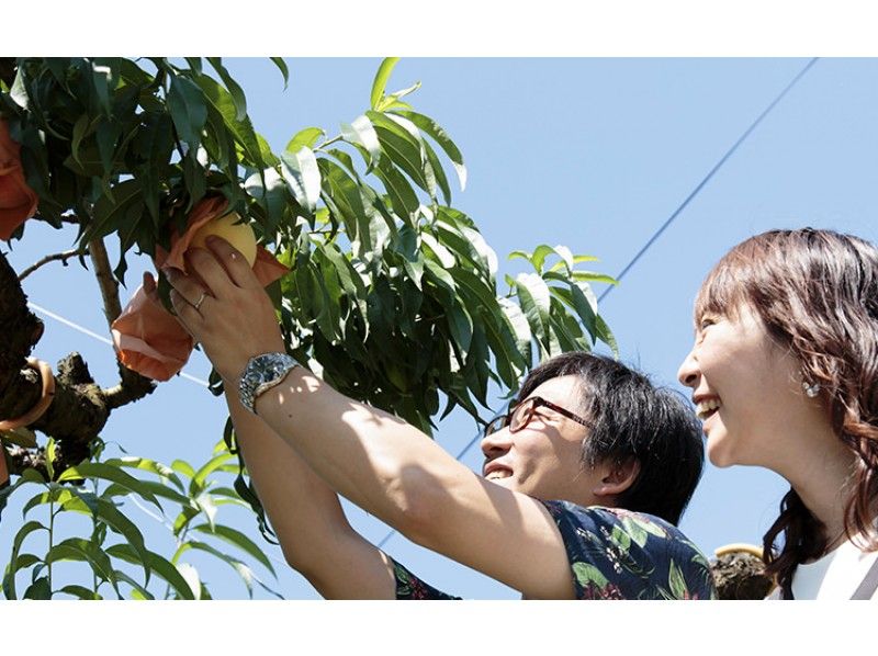 Peach Picking Experience