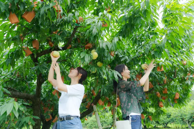 Peach Picking Experience
