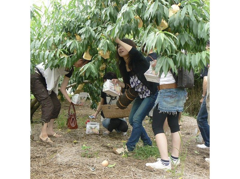 Peach Picking Experience