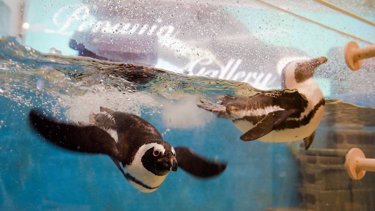 Penguin Bar