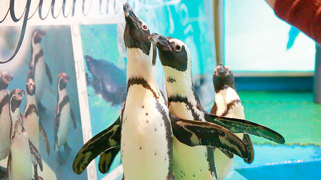 Penguin Bar