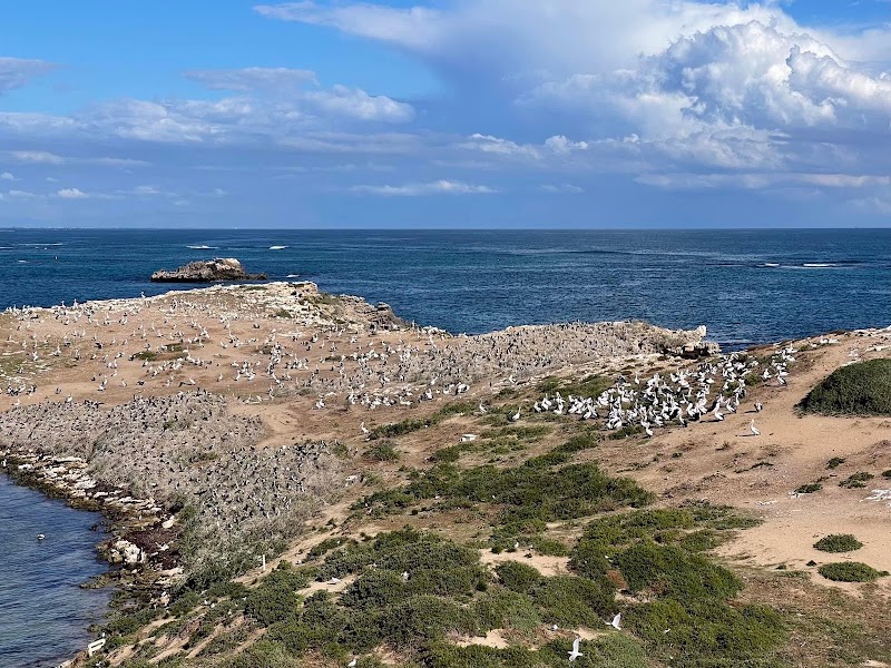 Penguin Island