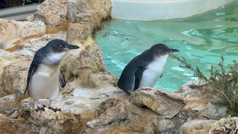 Penguin Island