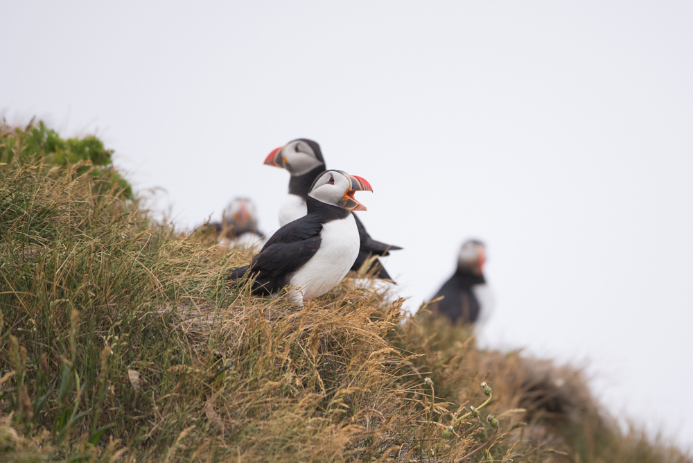 Puffin Watching (Dyrhólaey)