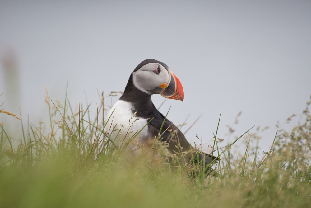 Puffin Watching (Dyrhólaey)