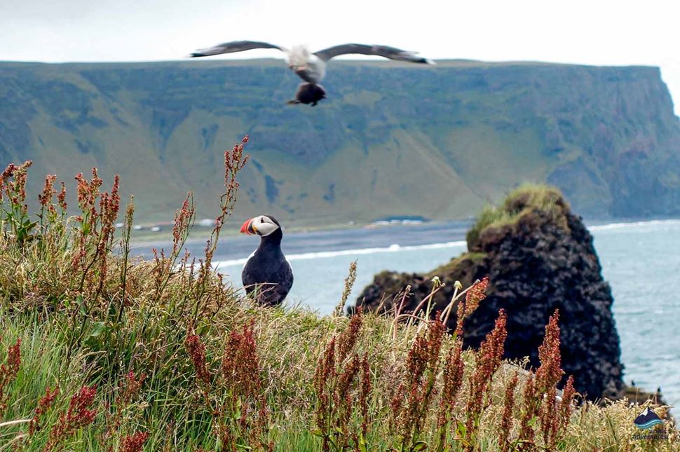 Puffin Watching (Dyrhólaey)