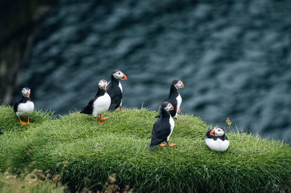 Puffin Watching (Dyrhólaey)