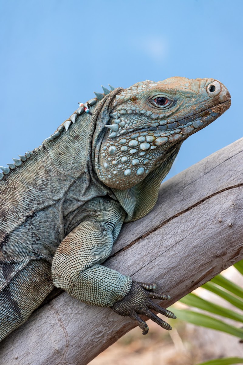 Queen Elizabeth II Botanic Park