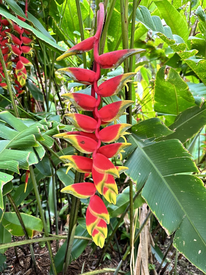 Queen Elizabeth II Botanic Park