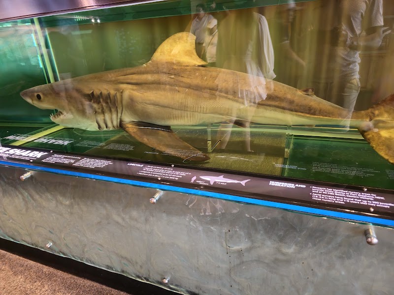 Queensland Museum & Sciencentre