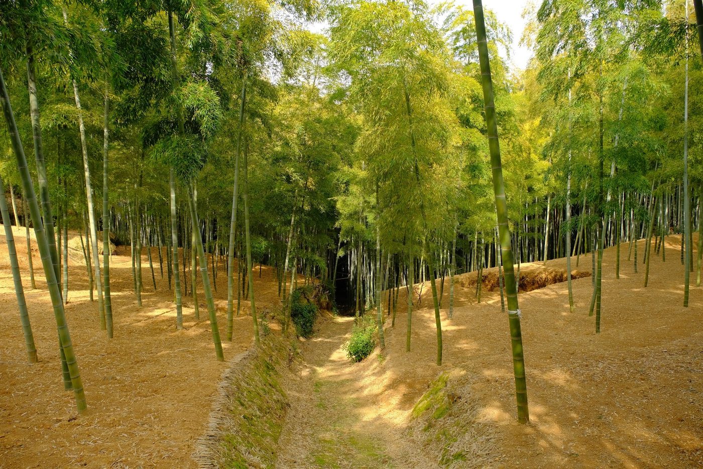 Rakusai Bamboo Park