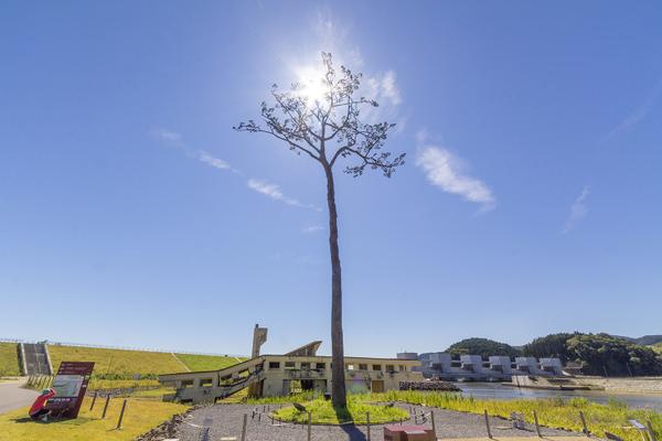 Rikuzen-Takada Miracle Pine Memorial