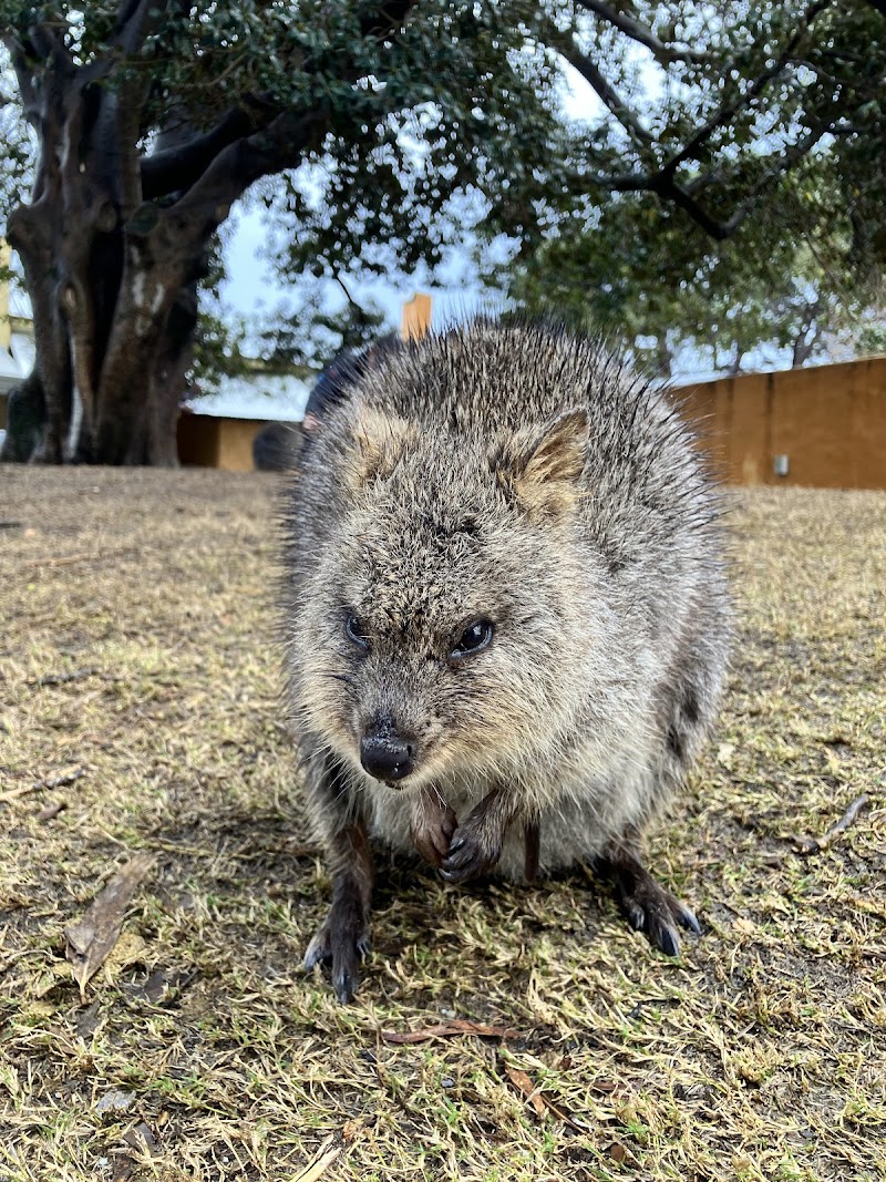 Rottnest Island