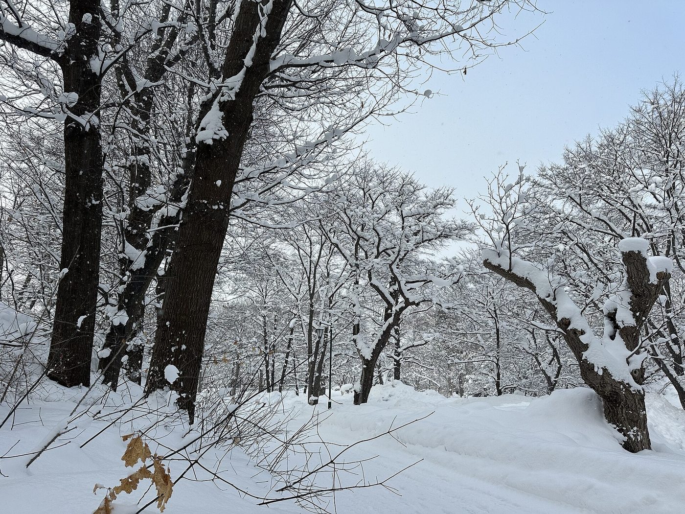 Sapporo Hokkaido University Campus