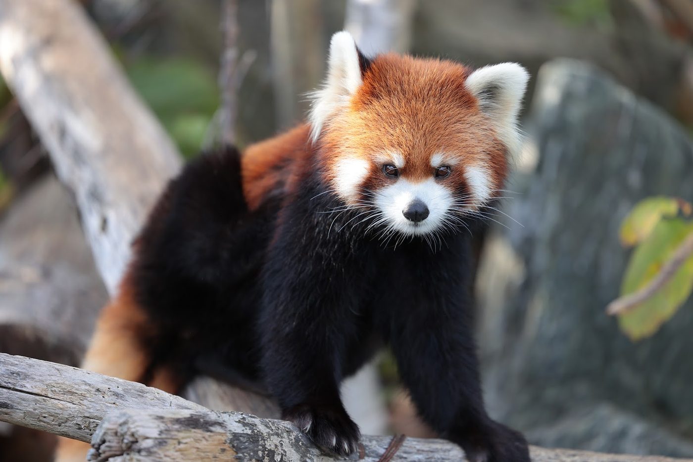 Sapporo Maruyama Park & Zoo